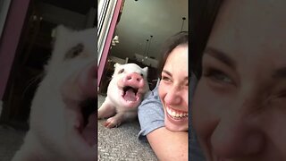 Adorable Piglet Loves Coffee Breath