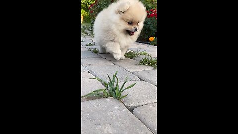 Funny Puppy Videos Puppies Attack @Shorts, @41_Full-HD