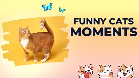 Funny cats videos| cute cats videos