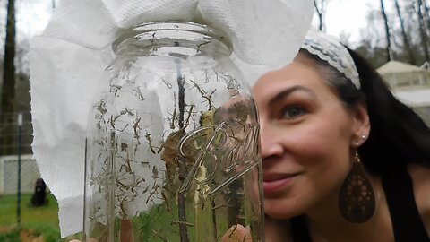 They Hatched!! Hundreds of Praying Mantis Babies!!!!