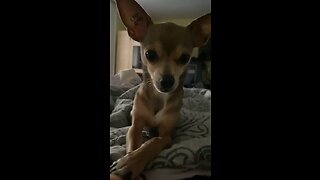 Chihuahua Wake Up Call