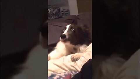 😂I found funny videos with animals for you