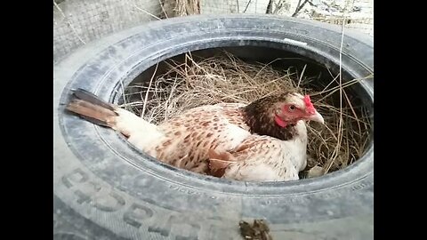 "Resilient Roost: Sheela's Unstoppable Journey of Broodiness and Protection 🐔🔥"