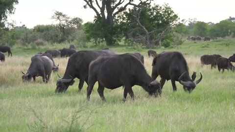 Herd of african buffalo grazing at Moremi Game Reserve in Botswana