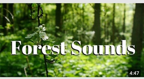 Nature sounds Maditation Forest sounds of birds Singing Relexation#