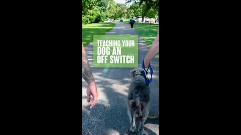 Teaching Your Dog An Off Switch