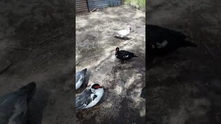 Some muscovy ducks