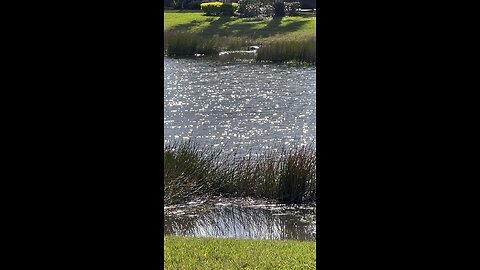 Huge Turtle Basks In Warm Winter Sun #4K #DolbyVisionHDR ￼