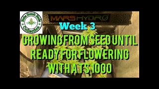 Week 3 Update, Growing From Seed Until Ready For Flowering Under A Mars Hydro TS 1000