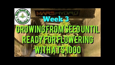 Week 3 Update, Growing From Seed Until Ready For Flowering Under A Mars Hydro TS 1000
