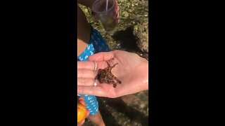 Woman holds the Blue Ringed Octopus