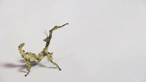 Studio shot of young Extatosoma tiaratum, or giant prickly stick insect, Macleay's spectre, Australi