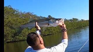 A Snook Hat Trick