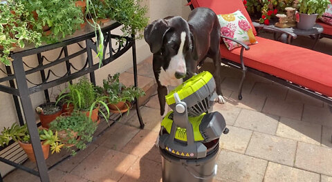 Water Loving Great Dane Cools Off With Ryobi Misting Fan