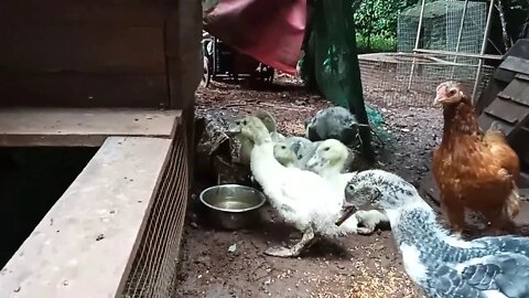 Bantam Hen ( P 3 ) and her Muscovy Ducklings having a drink, over a month old ( Video 5 )