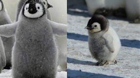 Baby Penguin Must Find Mother Before Freezing | Snow Chick: A Penguin's Tale | BBC Earth