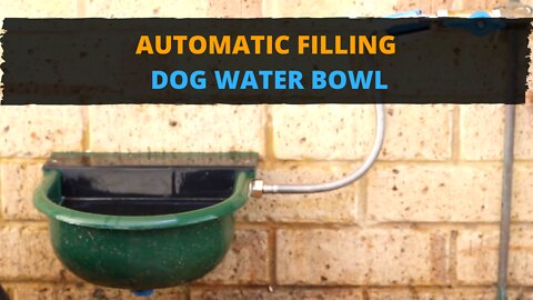 You Need to See This Auto-Fill Water Bowl for Your Pets