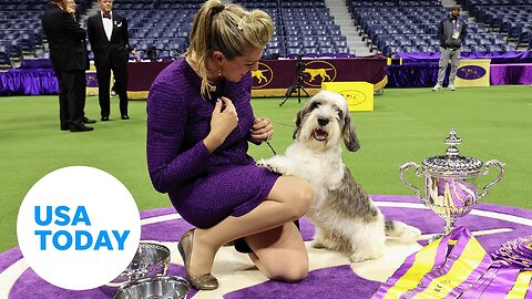 Buddy Holly wins Westminster, marking a first for the breed | USA TODAY