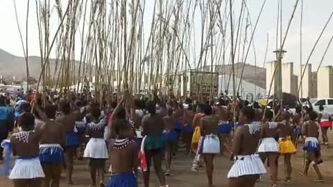 Watch: Zulu Maidens Carry Reeds to the Zulu King (1)