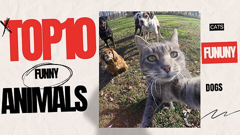 top10_funniest cats and dogs videos