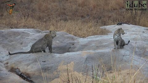 Torchwood And Boulders: Leopards In The Rain