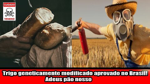 Trigo geneticamente modificado aprovado no Brasil! Adeus pão nosso