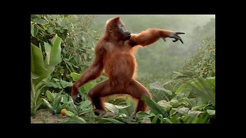funny monkey dancing