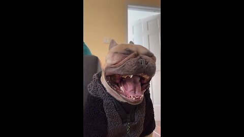 Big Yawn | Mochi The French Bulldog
