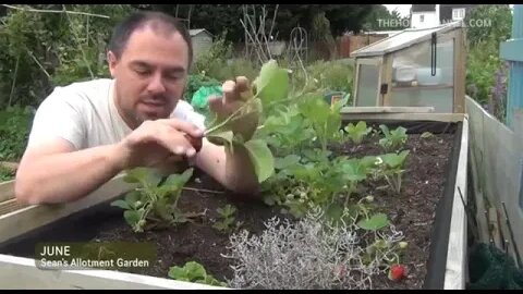 Sean's Allotment Garden 26: Summer Arrives, Strawberries, Garlic, Sweet Potatoes
