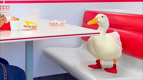 I took my duck to In-N-Out 🍔🦆