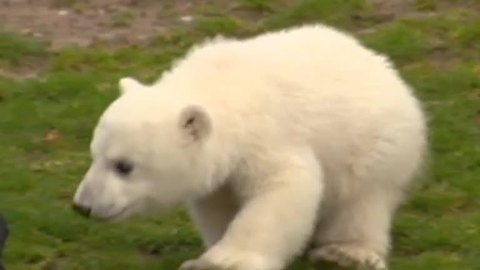 Berlin's famed polar bear cub Fritz sadly dies
