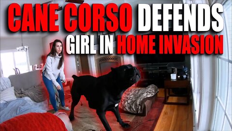 Cane Corso Defends Girl Against HOME INVASION