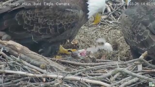 Hays Eagles Egg 3 pip flips the flap 2021 03 26 14:40:12