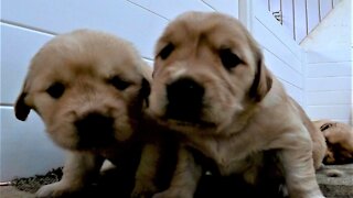 Puppies play and fight in order to resist nap time