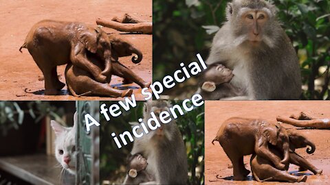 Funny pet/animals/special moments/incidence/monkey/cat/elephant /baby animals