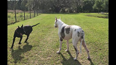 Newly Adopted Great Dane Happily Learns To Run Zoomies