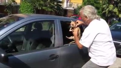 Chihuahua rescued from extremely hot car