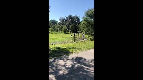 Horses in pasture