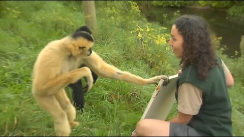 cute primates playing & climbing