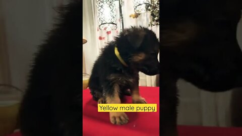 5 week yellow male puppy