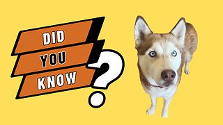 A fact you SHOULD know about Huskies