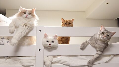 Кошки занимают двухъярусные кровати