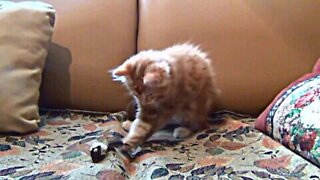 Little cat playing his Toy Mouse