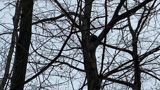 Raccoon sleeping at tree top?