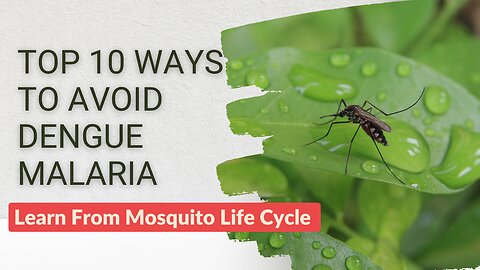 Top 10 Ways to Avoid Dengue Fever
