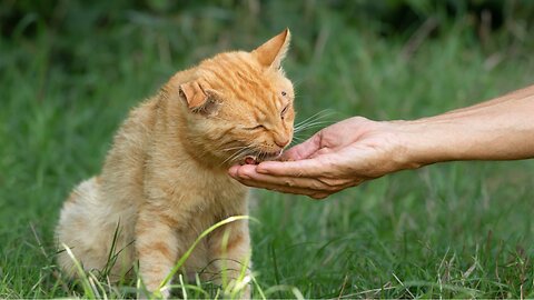 Feeding street cats: how can you contribute to their well-being?