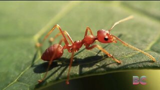 Invasion of fire ants "raining down" on Hawaii amid warnings to people and pets