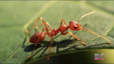 Invasion of fire ants "raining down" on Hawaii amid warnings to people and pets