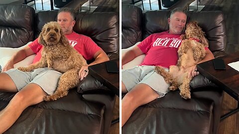 Affectionate Pup Loves To Snuggle With Dad On The Couch