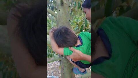 Bryce learning to climb the durian trees